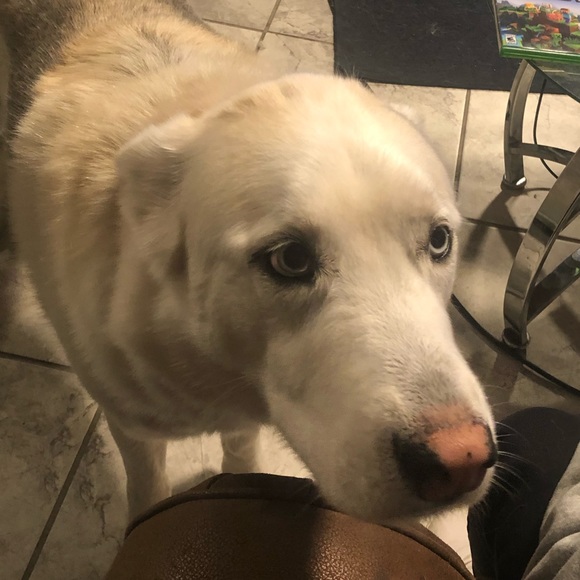 Meet your Posher, Maya - Picture 1 of 1